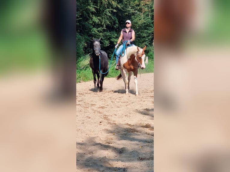Anglo-Arab Gelding 3 years 15,1 hh Grey in Brekendorf