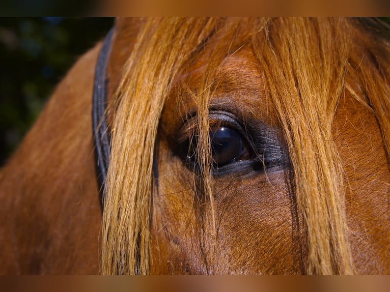 Anglo-Arab Gelding 3 years 15,2 hh Chestnut-Red in Lahntal