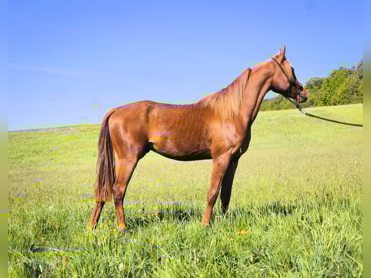 Anglo-Arab Gelding 3 years 15,2 hh Chestnut-Red in Lahntal