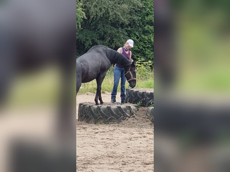Anglo-Arab Gelding 3 years 15,2 hh Grey in Brekendorf Anglo-Arab Gelding 3 years 15,2 hh Grey in Brekendorf