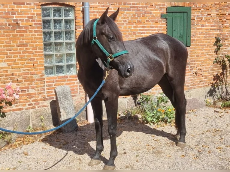 Anglo-Arab Gelding 3 years 15,2 hh Grey in Brekendorf Anglo-Arab Gelding 3 years 15,2 hh Grey in Brekendorf