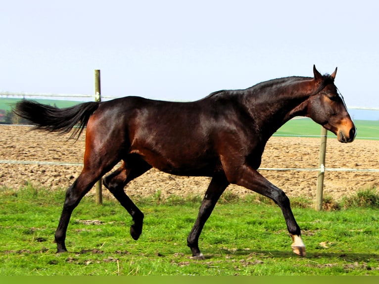 Anglo-Arab Gelding 3 years 15,2 hh Smoky-Black in Kehl