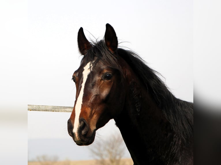 Anglo-Arab Gelding 3 years 15,2 hh Smoky-Black in Kehl