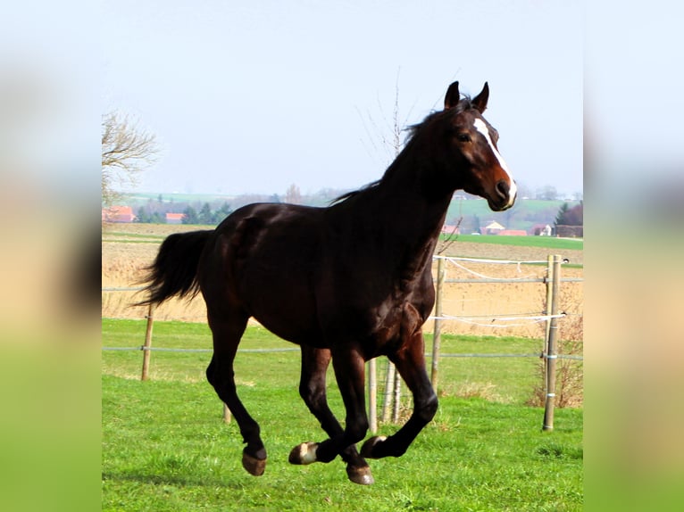 Anglo-Arab Gelding 3 years 15,2 hh Smoky-Black in Kehl