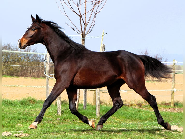 Anglo-Arab Gelding 3 years 15,2 hh Smoky-Black in Kehl