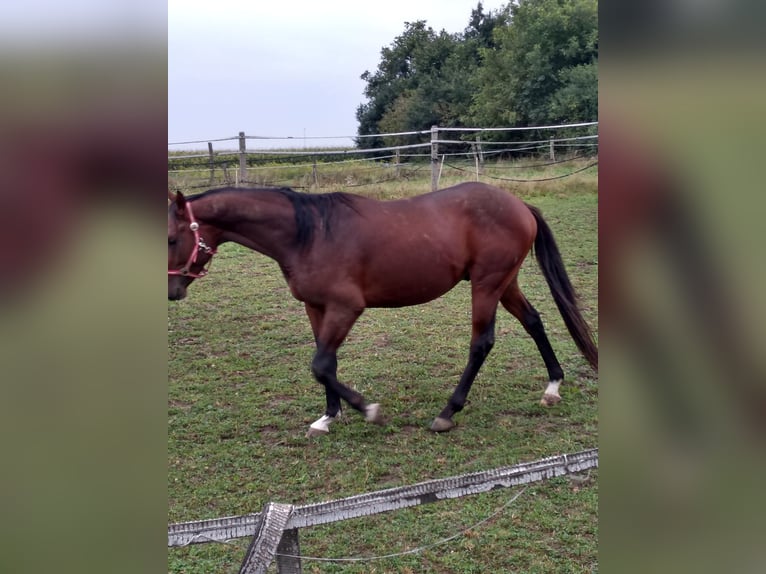 Anglo-Arab Gelding 3 years 16 hh Brown in Chodów