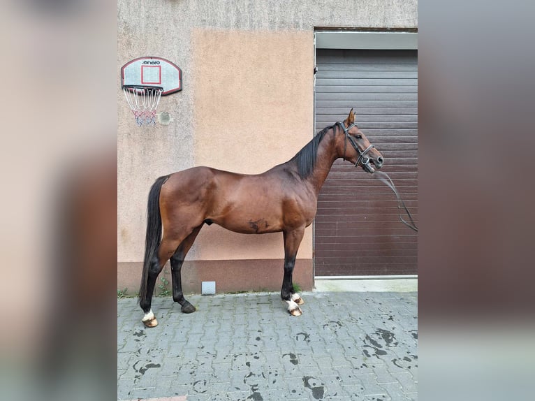 Anglo-Arab Gelding 3 years 16 hh Brown in Chodów