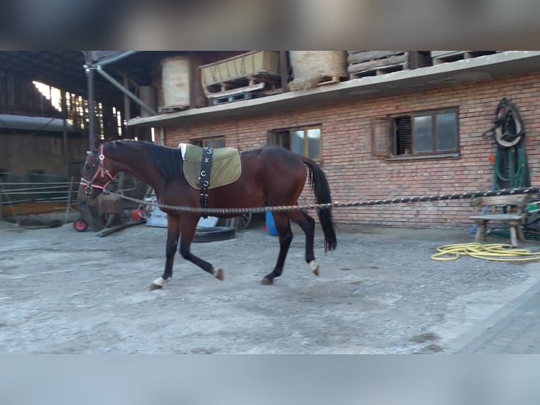 Anglo-Arab Gelding 3 years 16 hh Brown in Chodów