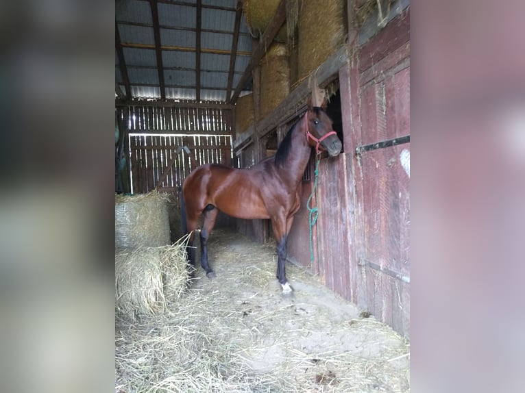 Anglo-Arab Gelding 3 years 16 hh Brown in Chodów