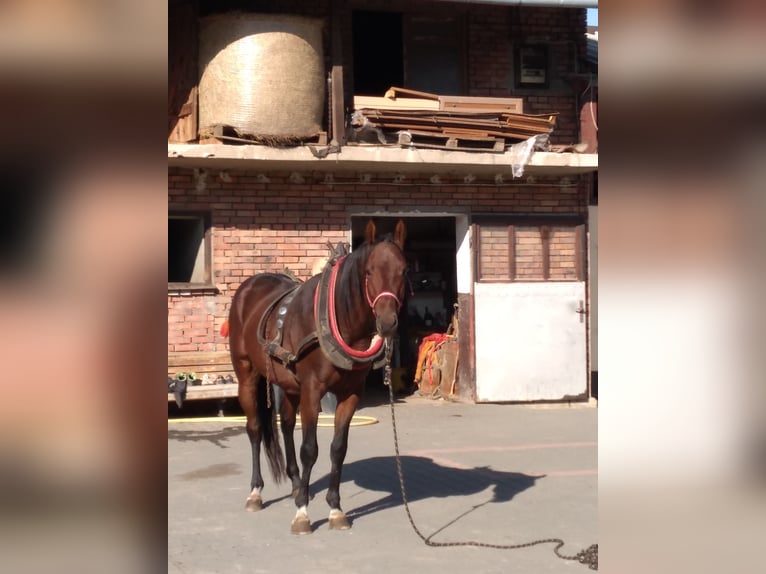 Anglo-Arab Gelding 3 years 16 hh Brown in Chodów