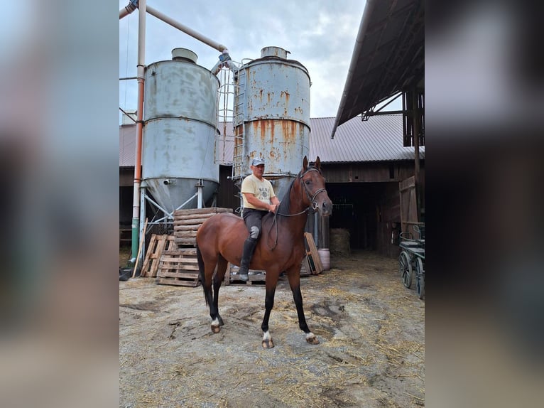 Anglo-Arab Gelding 3 years 16 hh Brown in Chodów