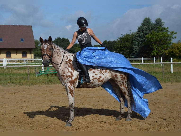 Anglo-Arab Mix Gelding 3 years 16 hh Leopard-Piebald in Santok