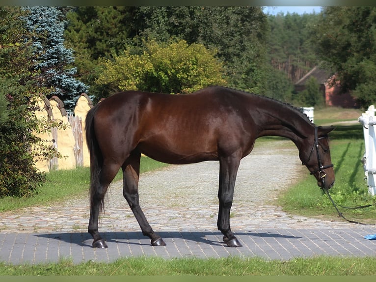 Anglo-Arab Gelding 3 years 16,2 hh Bay-Dark in Santok