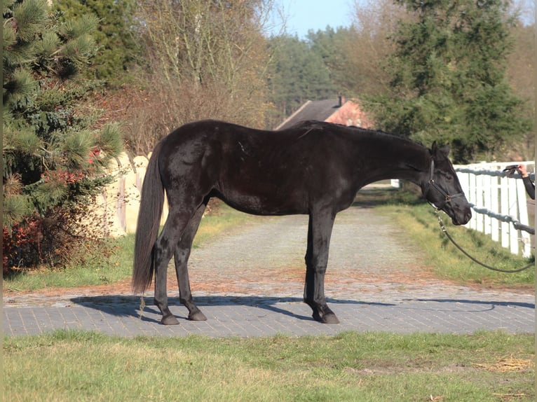 Anglo-Arab Gelding 3 years 17.1 hh Black in SANTOK