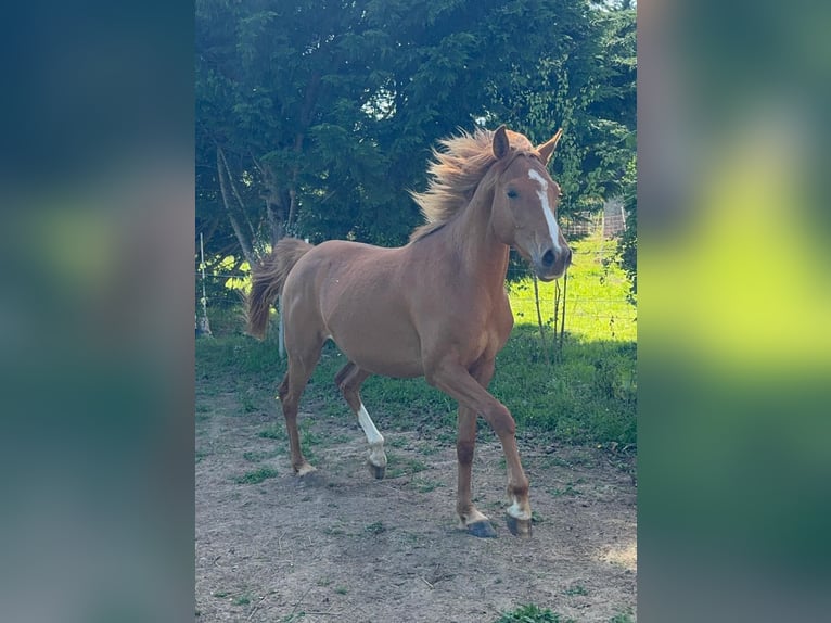 Anglo-Arab Gelding 3 years Chestnut-Red in Saint Joseph