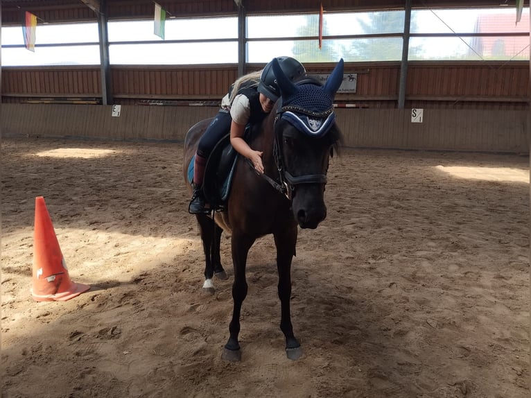 Anglo-Arab Mix Gelding 4 years 12,3 hh Black in Altenbach