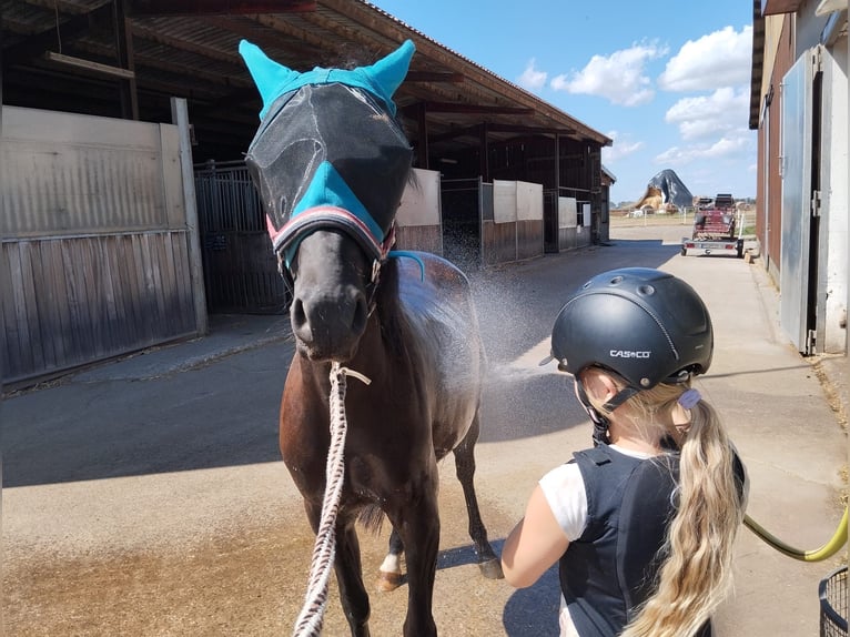 Anglo-Arab Mix Gelding 4 years 12,3 hh Black in Altenbach