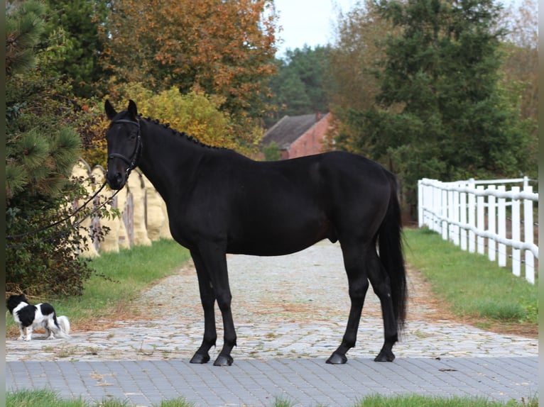 Anglo-Arab Gelding 4 years 15,3 hh Smoky-Black in Santok