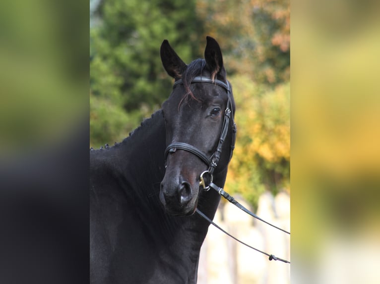 Anglo-Arab Gelding 4 years 15,3 hh Smoky-Black in Santok