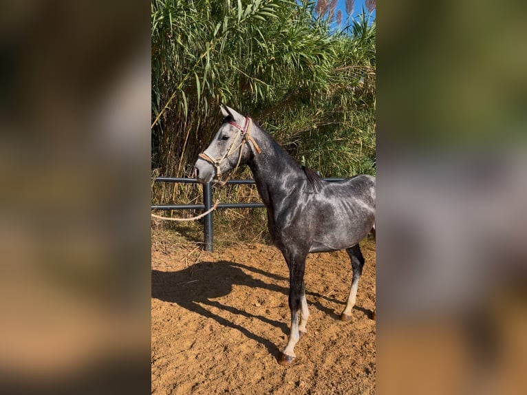 Anglo-Arab Gelding 4 years 15,2 hh in Caldes De Montbui