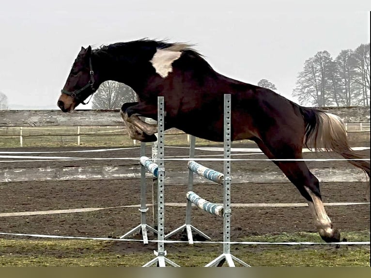 Anglo-Arab Gelding 4 years 16,1 hh Pinto in Santok