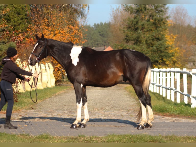 Anglo-Arab Gelding 4 years 16,1 hh Pinto in Santok