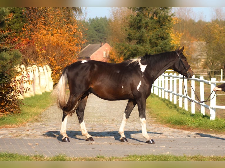 Anglo-Arab Gelding 4 years 16,1 hh Pinto in Santok