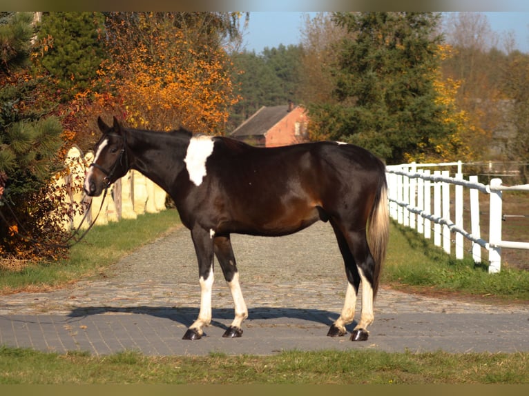 Anglo-Arab Gelding 4 years 16,1 hh Pinto in Santok