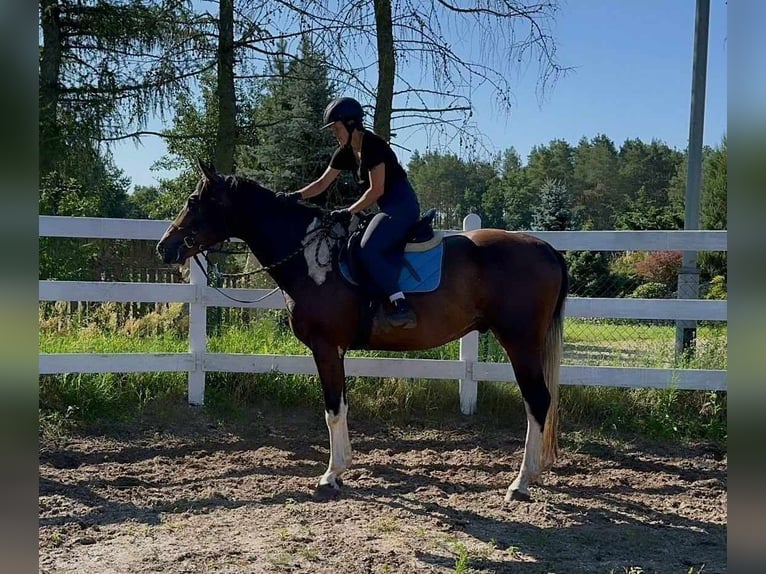 Anglo-Arab Gelding 4 years 16,1 hh Pinto in Santok