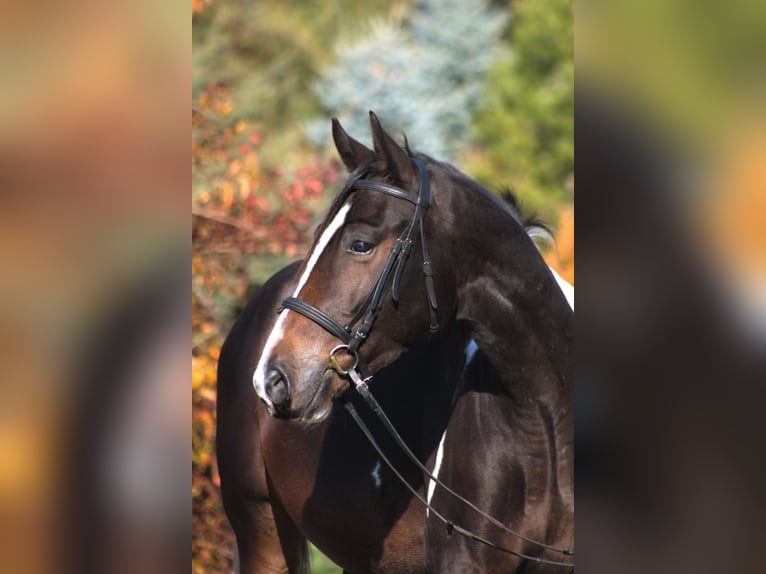 Anglo-Arab Gelding 4 years 16,1 hh Pinto in Santok