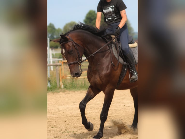 Anglo-Arab Gelding 4 years 16.2 hh Bay-Dark in Santok