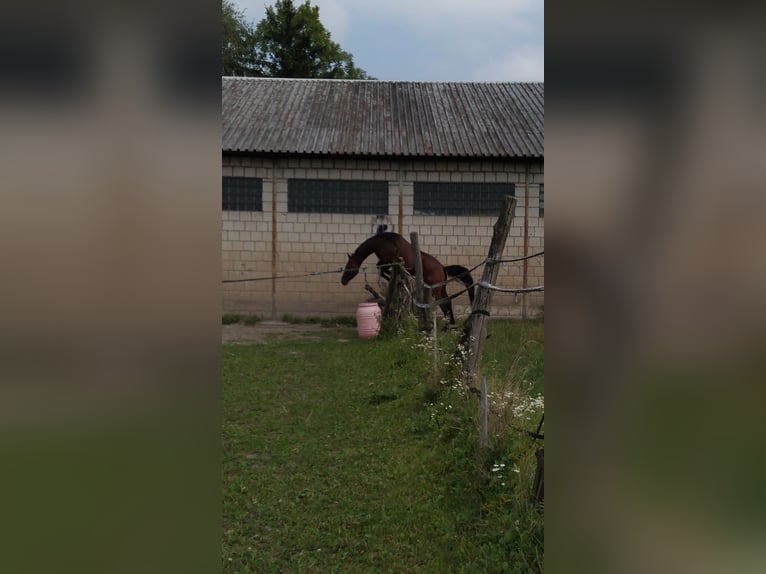 Anglo-Arab Gelding 4 years 16 hh Brown in Chodów