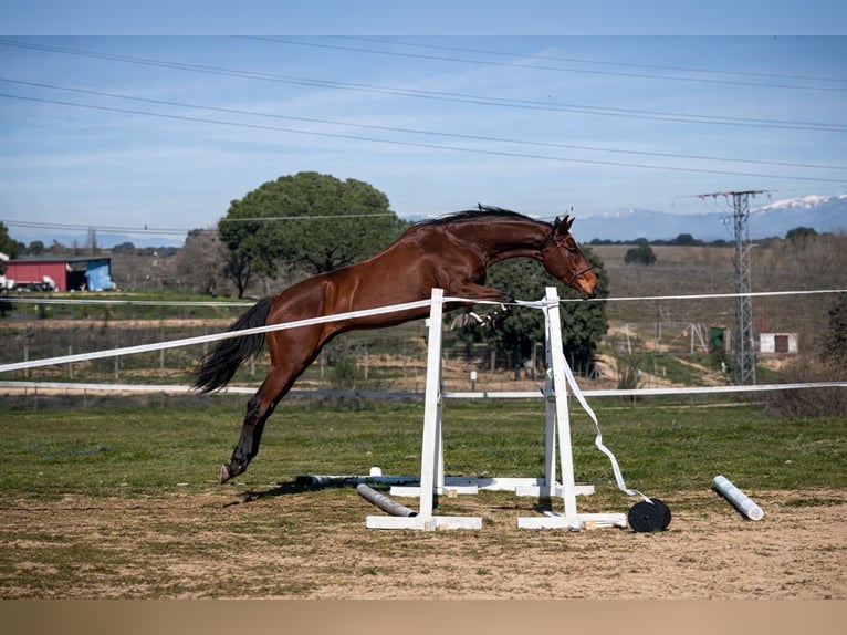 Anglo-Arab Gelding 4 years 16 hh Brown in Villaviciosa De Odon