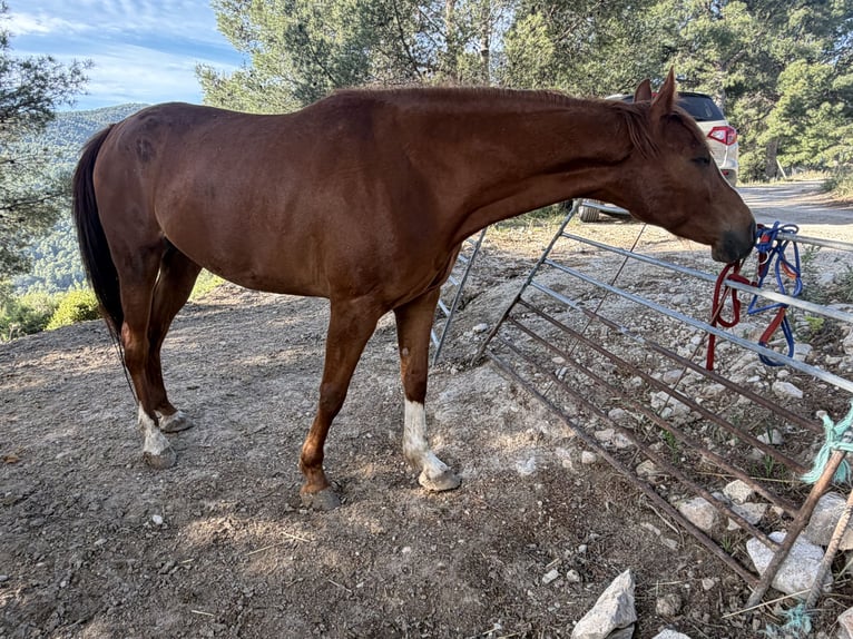 Anglo-Arab Gelding 4 years 16 hh Chestnut-Red in Moratall