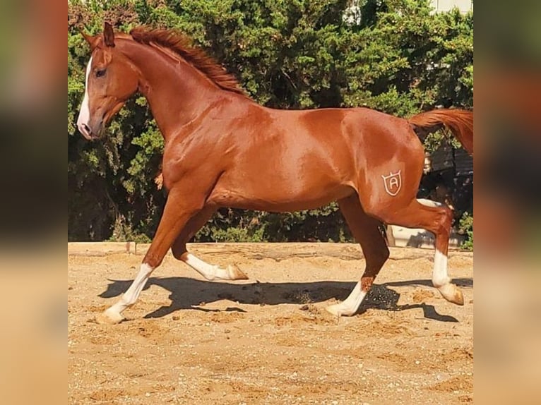 Anglo-Arab Gelding 4 years 16 hh in SABADELL Anglo-Arab Gelding 4 years 16 hh in SABADELL