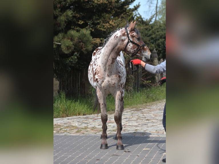 Anglo-Arab Mix Gelding 4 years 16 hh Leopard-Piebald in Santok