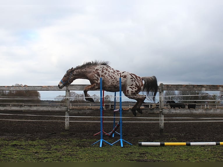 Anglo-Arab Mix Gelding 4 years 16 hh Leopard-Piebald in Santok