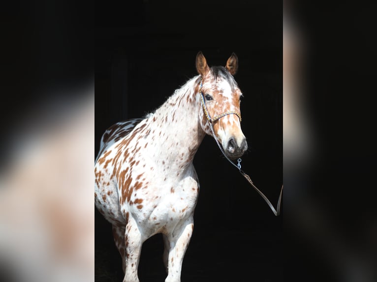 Anglo-Arab Mix Gelding 4 years 16 hh Leopard-Piebald in Santok