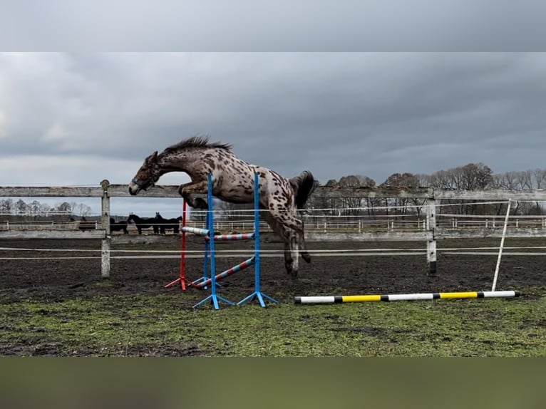 Anglo-Arab Mix Gelding 4 years 16 hh Leopard-Piebald in Santok