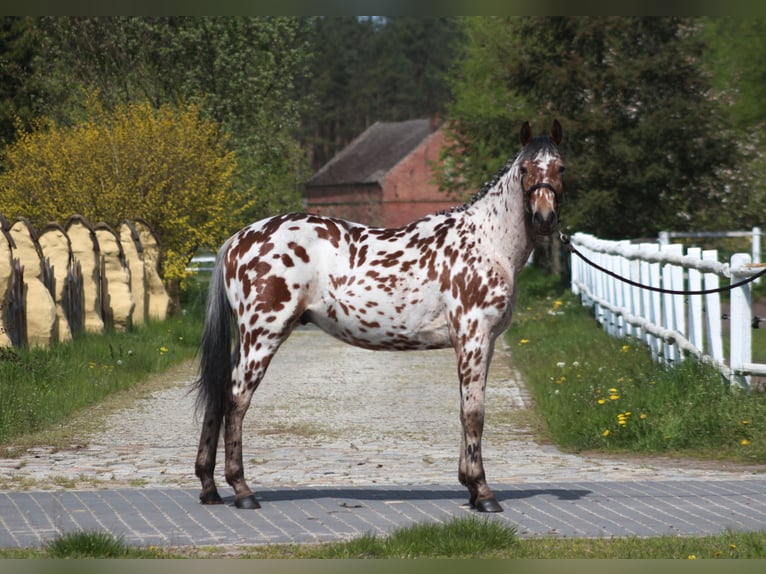 Anglo-Arab Mix Gelding 4 years 16 hh Leopard-Piebald in Santok