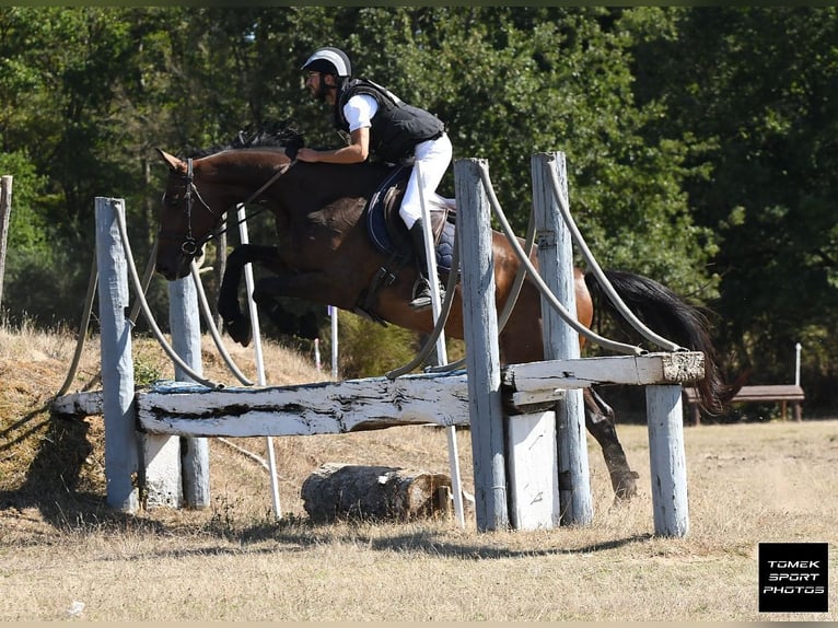 Anglo-Arab Gelding 4 years 16,2 hh Bay-Dark in VIEVY LE RAYE