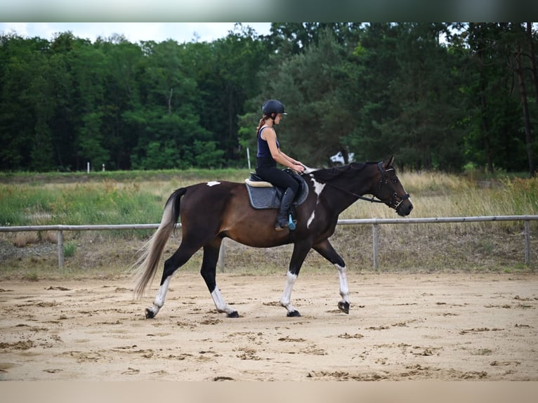 Anglo-Arab Gelding 4 years 16,2 hh Pinto in Santok