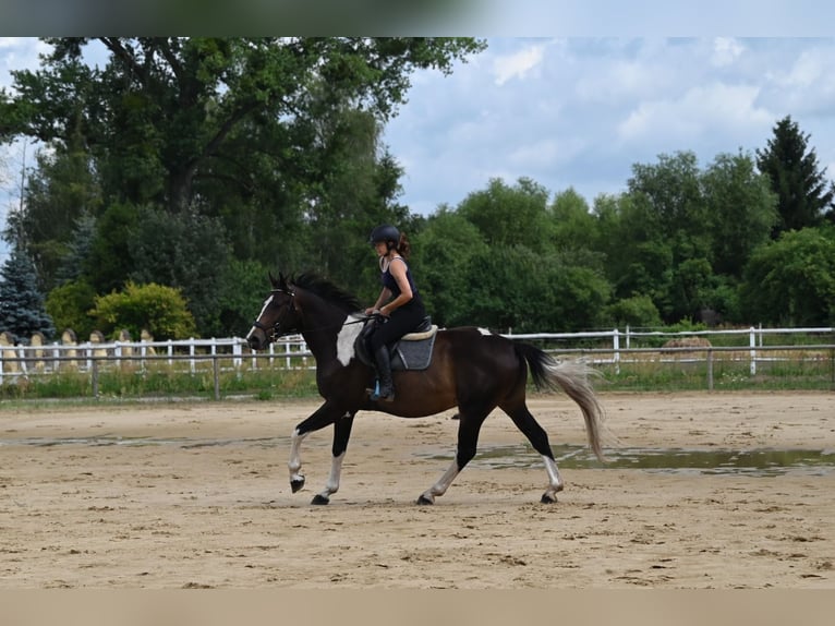 Anglo-Arab Gelding 4 years 16,2 hh Pinto in Santok