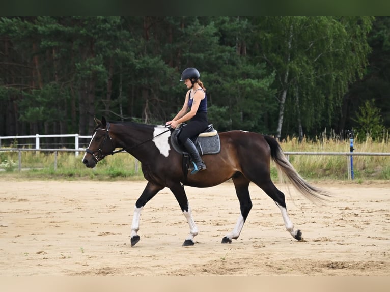 Anglo-Arab Gelding 4 years 16,2 hh Pinto in Santok