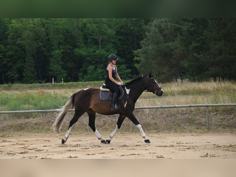Anglo-Arab Gelding 4 years 16,2 hh Pinto in Santok