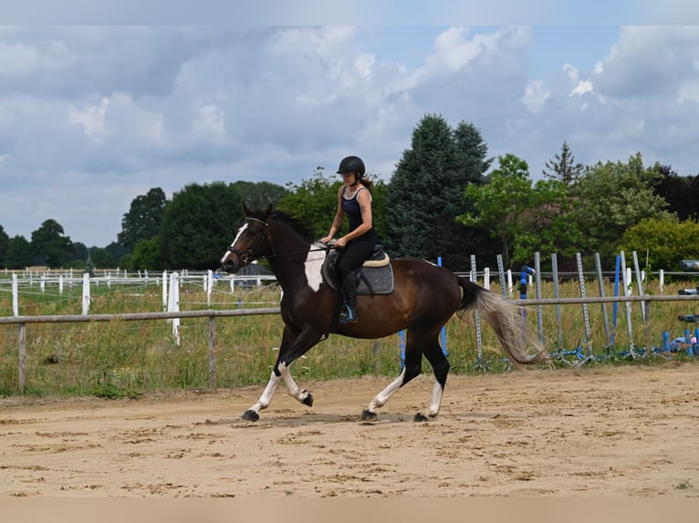 Anglo-Arab Gelding 4 years 16,2 hh Pinto in Santok