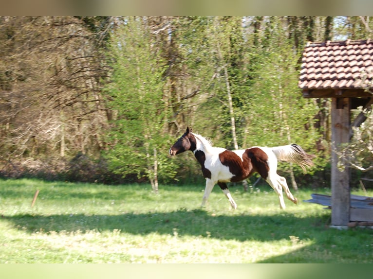 Anglo-Arab Gelding 4 years 17 hh Pinto in Saint-Paul-en-Born