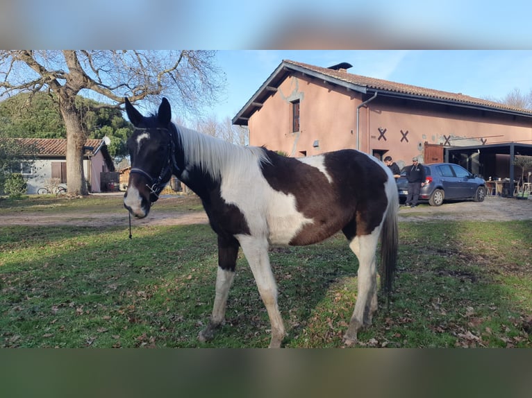 Anglo-Arab Gelding 4 years 17 hh Pinto in Saint-Paul-en-Born