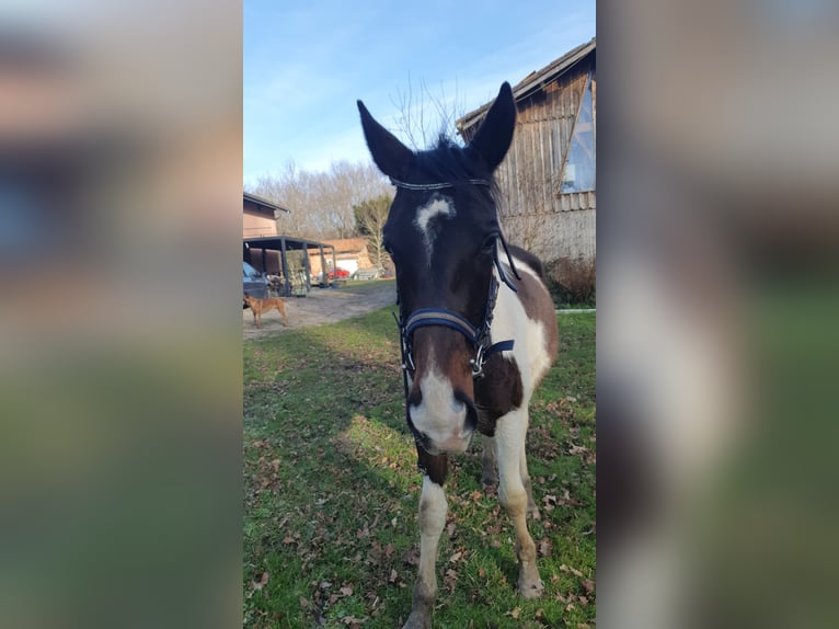 Anglo-Arab Gelding 4 years 17 hh Pinto in Saint-Paul-en-Born