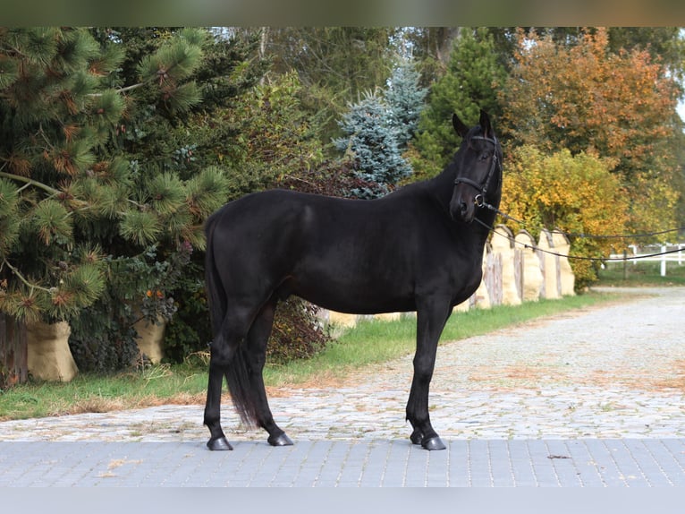 Anglo-Arab Gelding 5 years 15,3 hh Smoky-Black in Santok